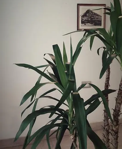 Ca Marcello Гостевой дом Монселиче